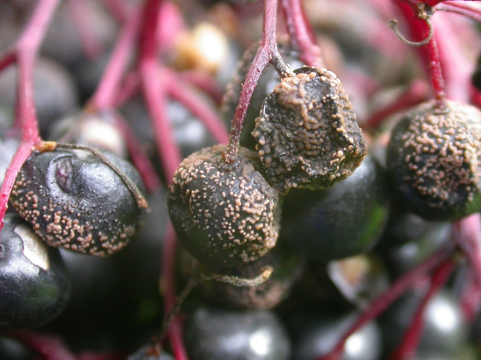 Muster_20040917_Colletotrichum (4zu3).JPG